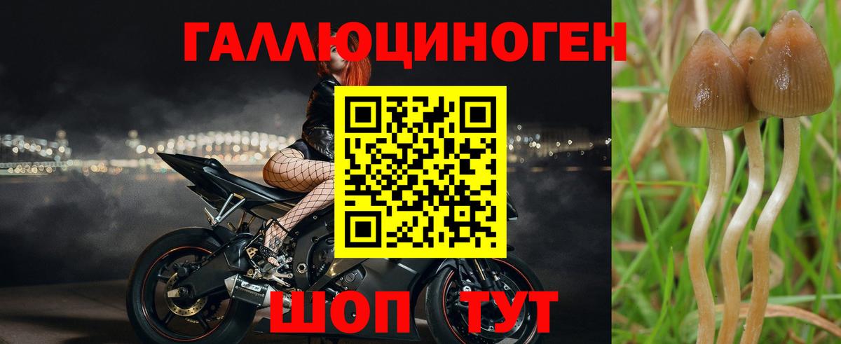 Псилоцибиновые грибы Cubensis  Вход с VPN  Полысаево 